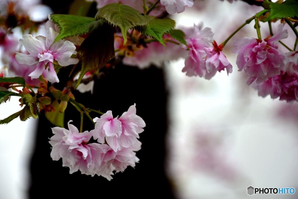 花のまわりみち　３