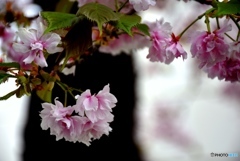 花のまわりみち　３