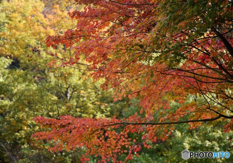 三景園の紅葉　２２
