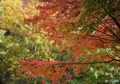 三景園の紅葉　２２