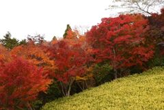 三景園　2022秋　３