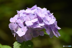 三景園の紫陽花５