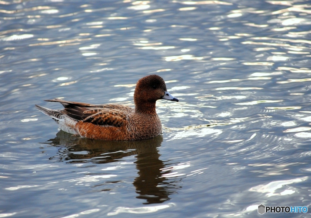 ヒドリガモ　３