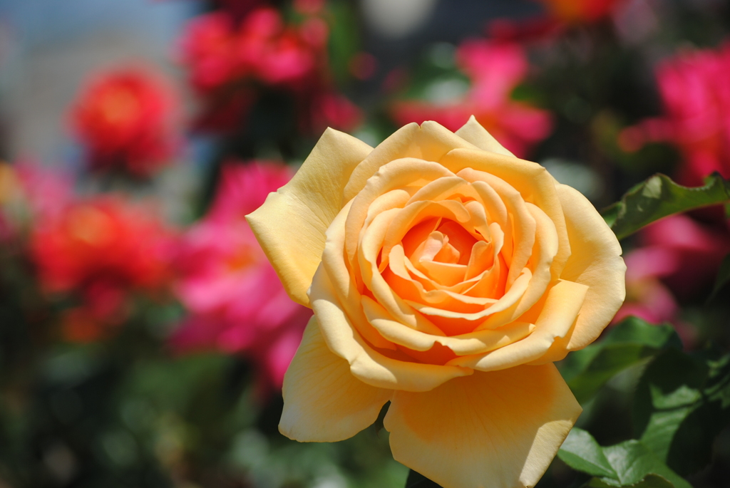 バラ・薔薇　２