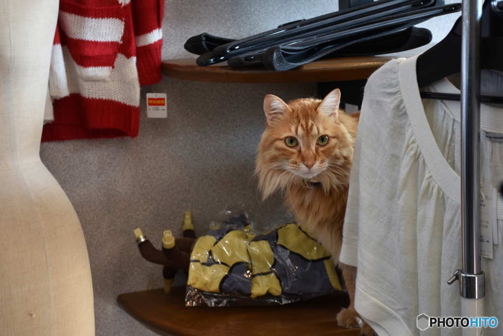 三原のふうちゃん