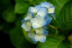 紫陽花　５