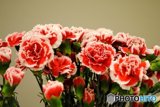 カーネーション　５