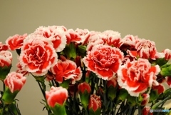 カーネーション　５