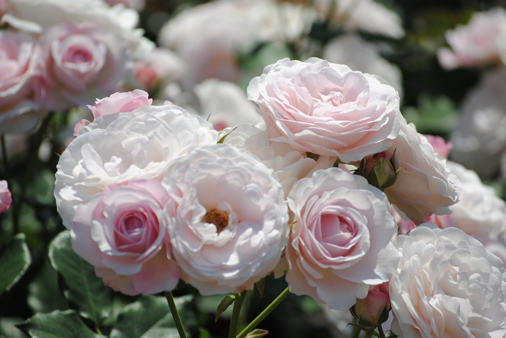 バラ・薔薇　５