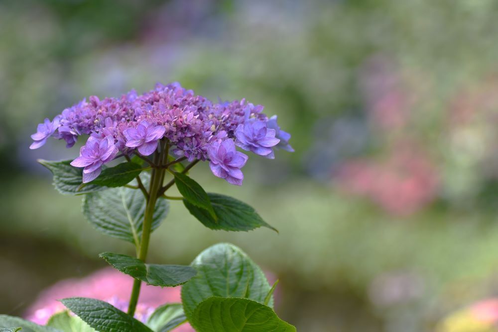 紫陽花　23