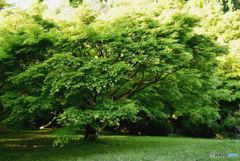 新緑　５