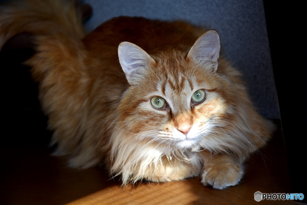 三原のふうちゃん　４