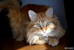 三原のふうちゃん　４