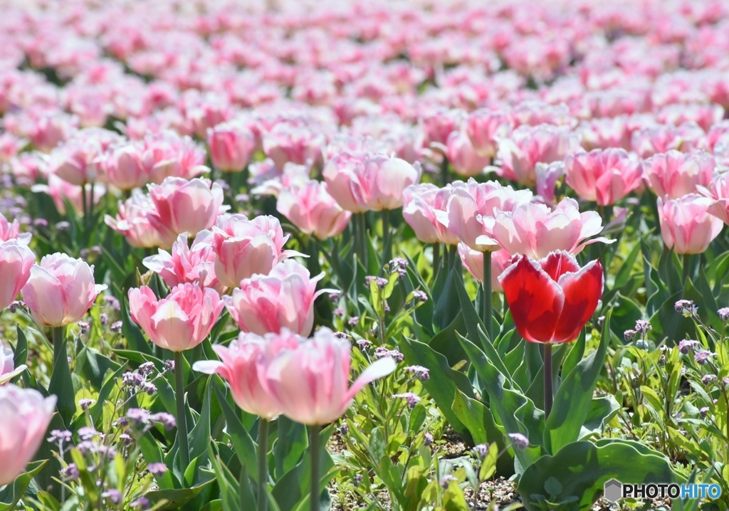 チューリップ　９