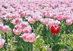 チューリップ　９