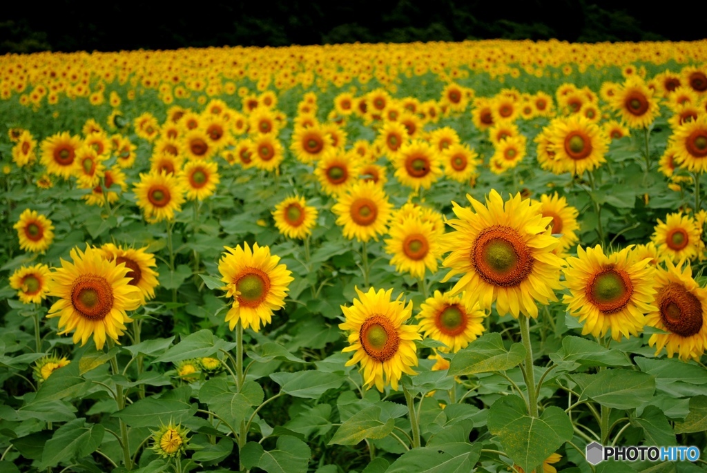 ひまわり畑　４