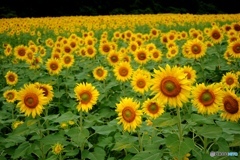 ひまわり畑　４