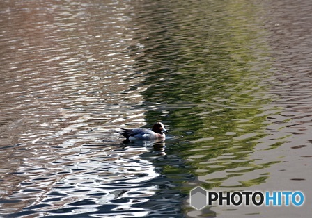 ヒドリガモ　２