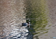 ヒドリガモ　２