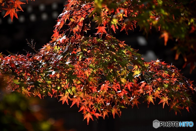 佛通寺の紅葉　４