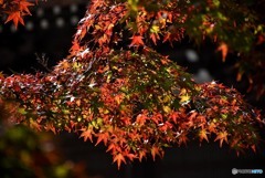 佛通寺の紅葉　４