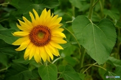 ひまわり畑　７