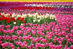 チューリップ畑　