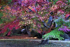 三景園の紅葉５