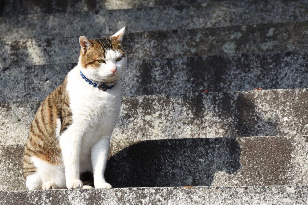 おのみちのニャンコ　５