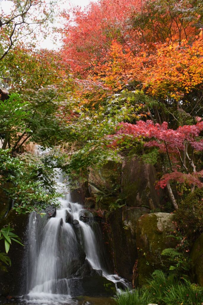 三景園　2022秋　６