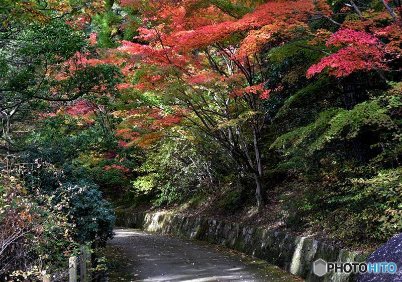 三景園の紅葉　２５