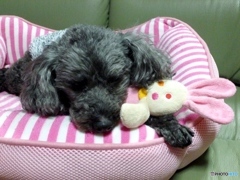 ジジは元気です！　７