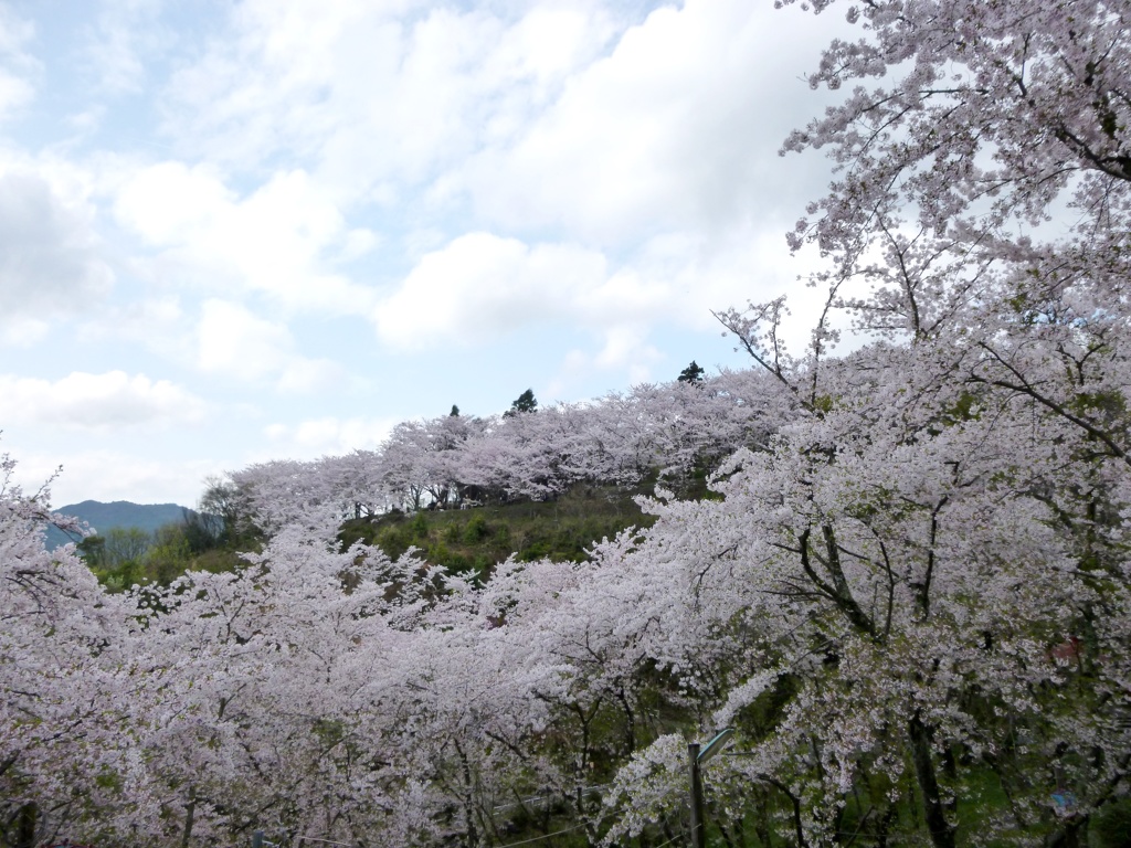 春爛漫