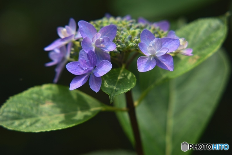 三景園の紫陽花　２６