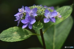 三景園の紫陽花　２６