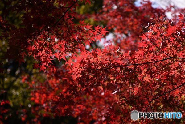三景園の紅葉　７