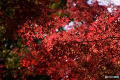 三景園の紅葉　７