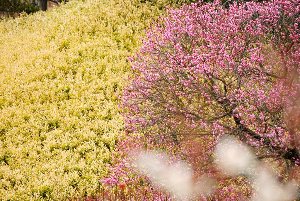 三景園の梅　５