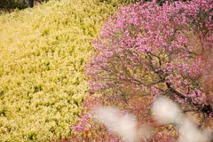 三景園の梅　５