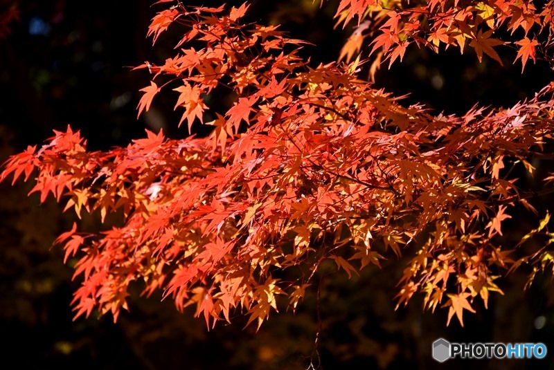 秋の宮島　１１