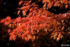 秋の宮島　１１