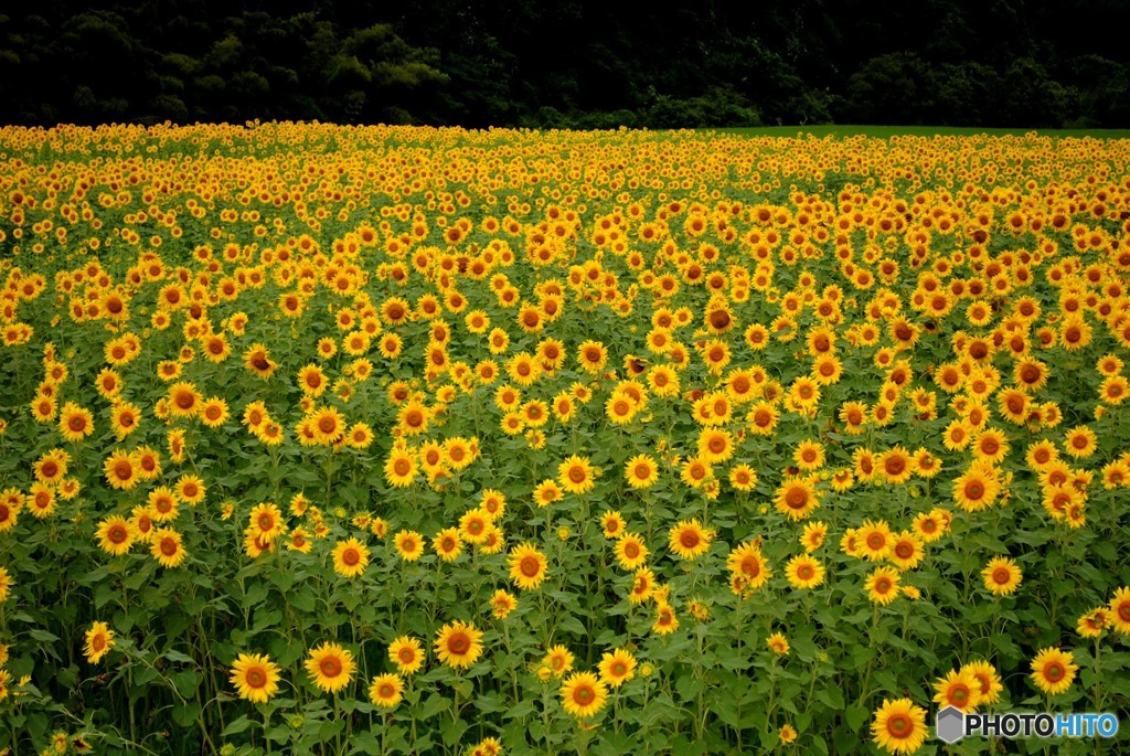 ひまわり畑　２