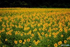 ひまわり畑　２