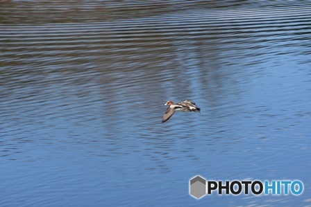 ヒドリガモ　９