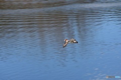 ヒドリガモ　９