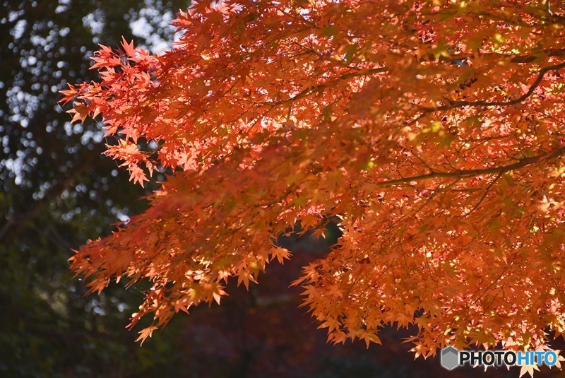秋の宮島　１３
