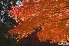 秋の宮島　１３