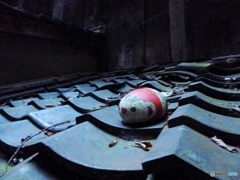 福石猫