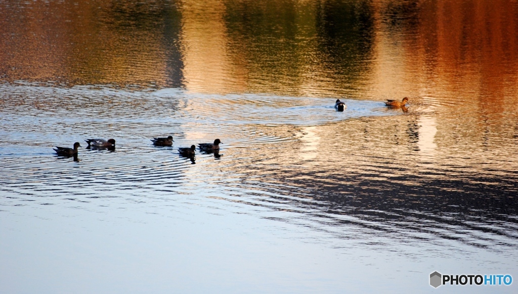 カモが集う池
