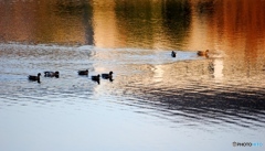 カモが集う池